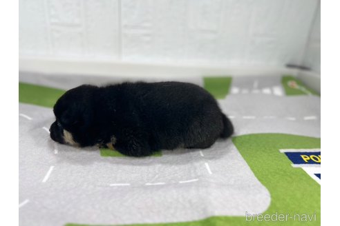 成約済の愛知県の豆柴-350170の4枚目