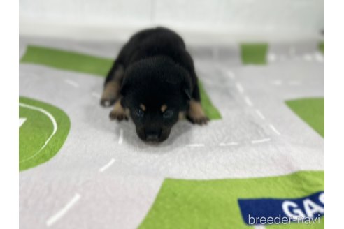 成約済の愛知県の豆柴-350175の2枚目