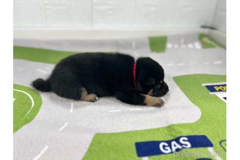 成約済の愛知県の豆柴-350175の4枚目