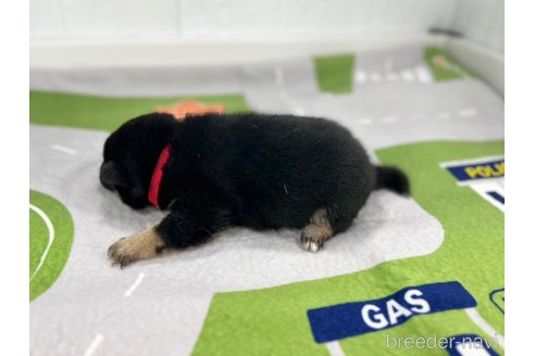 成約済の愛知県の豆柴-350175の5枚目