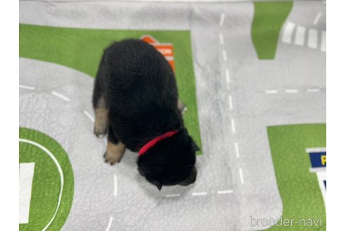 成約済の愛知県の豆柴-350175の6枚目