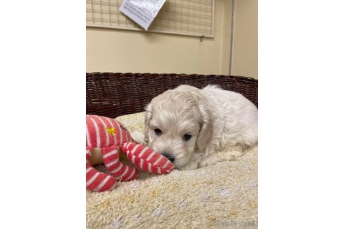 成約済の愛知県のコッカプー:アメリカンコッカースパニエル×トイプードル-350173の3枚目