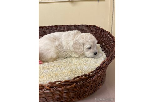 成約済の愛知県のコッカプー:アメリカンコッカースパニエル×トイプードル-350173の5枚目