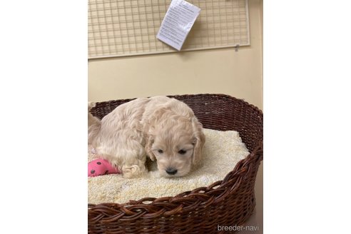 成約済の愛知県のコッカプー:アメリカンコッカースパニエル×トイプードル-350174の2枚目