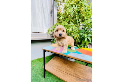 成約済の千葉県のミックス犬-350177の1枚目