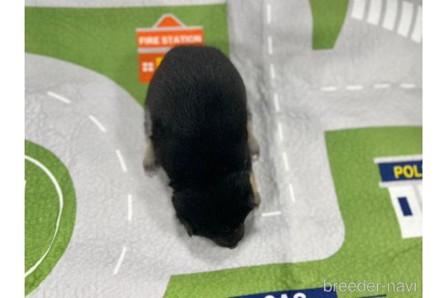 成約済の愛知県の豆柴-350180の4枚目