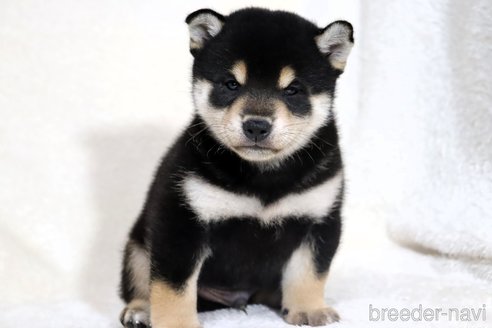 成約済の滋賀県の柴犬-350184の10枚目