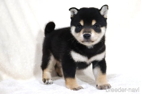 成約済の滋賀県の柴犬-350184の9枚目