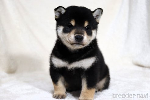 成約済の滋賀県の柴犬-350184の8枚目