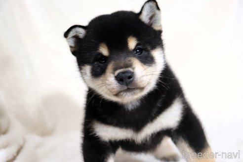 成約済の滋賀県の柴犬-350184の6枚目