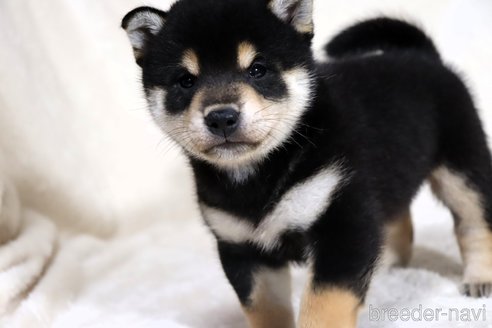 成約済の滋賀県の柴犬-350184の5枚目