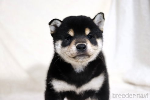 成約済の滋賀県の柴犬-350184の4枚目