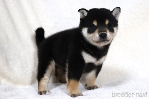 成約済の滋賀県の柴犬-350184の3枚目