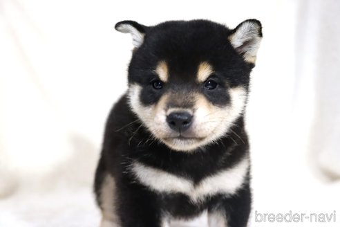成約済の滋賀県の柴犬-350184の2枚目