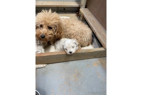 成約済の栃木県のマルプー:マルチーズ×トイプードル-344601の8枚目