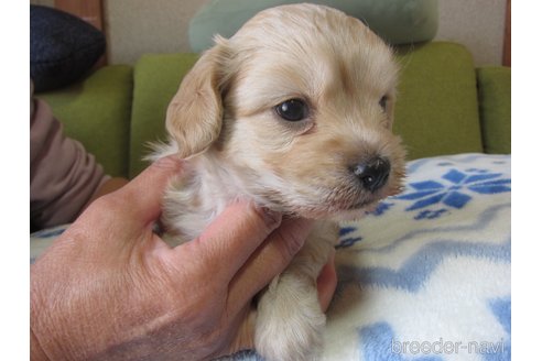 成約済の福岡県のミックス犬-347403の19枚目