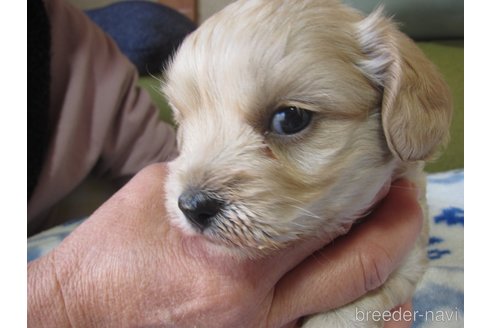 成約済の福岡県のミックス犬-347403の18枚目