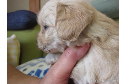 成約済の福岡県のミックス犬-347403の17枚目