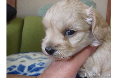 成約済の福岡県のミックス犬-347403の16枚目