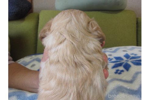成約済の福岡県のミックス犬-347403の15枚目