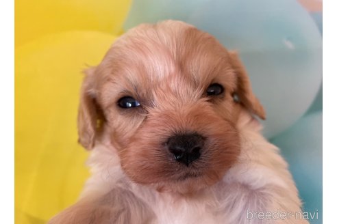 成約済の北海道のミックス犬-350214の3枚目