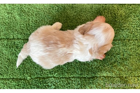 成約済の北海道のミックス犬-350214の4枚目