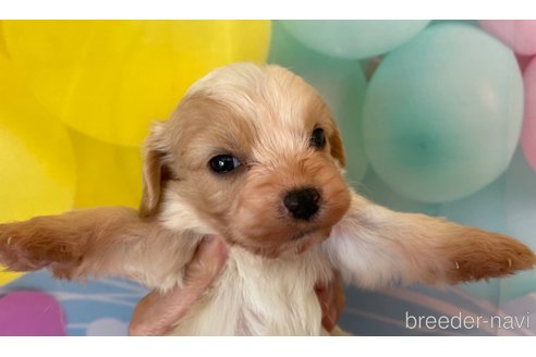 成約済の北海道のミックス犬-350215の2枚目