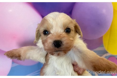 成約済の北海道のミックス犬-350215の4枚目
