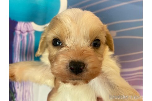 成約済の北海道のミックス犬-350215の3枚目