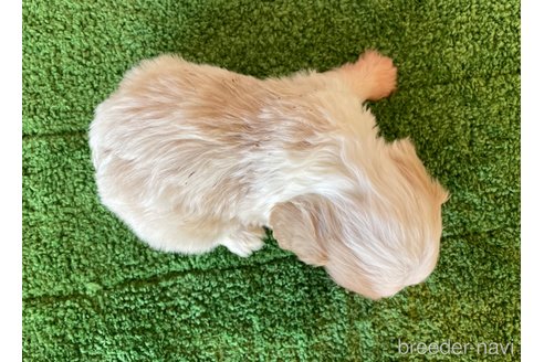 成約済の北海道のミックス犬-350215の5枚目