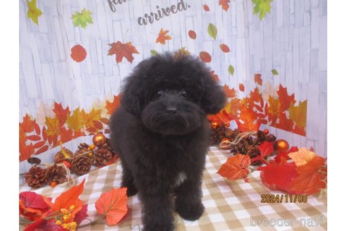 成約済の鳥取県のティーカッププードル-339372の2枚目