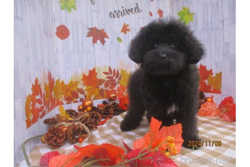 成約済の鳥取県のティーカッププードル-339372の3枚目