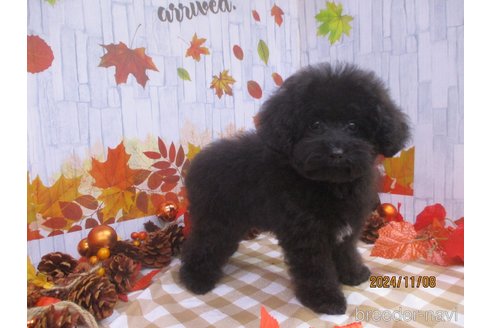 成約済の鳥取県のティーカッププードル-339372