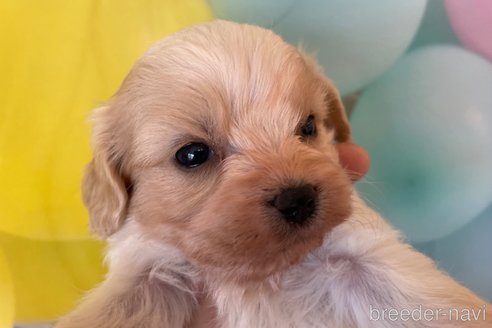 成約済の北海道のミックス犬-350216の4枚目