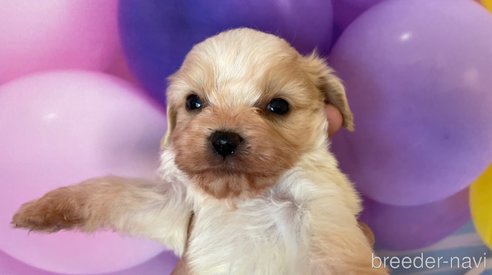 成約済の北海道のミックス犬-350216の3枚目