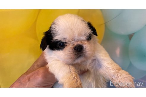 成約済の北海道のシーズー-350231の5枚目