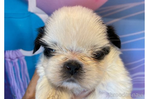 成約済の北海道のシーズー-350231の2枚目