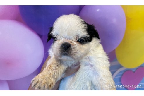 成約済の北海道のシーズー-350231の3枚目