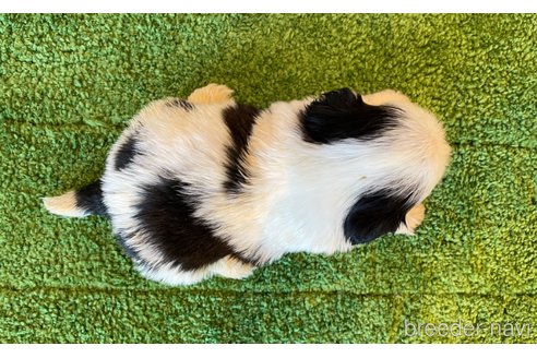 成約済の北海道のシーズー-350231の4枚目