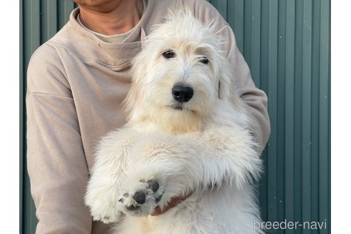 成約済の岐阜県のゴールデンドゥードル:ゴールデンレトリーバー×プードル-329265の6枚目