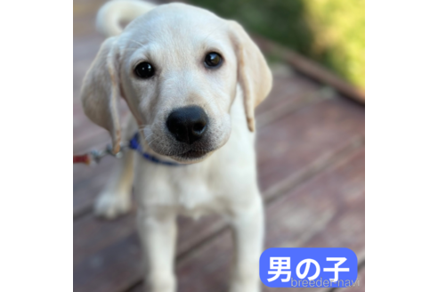 成約済の山口県のラブラドールレトリーバー-343082の1枚目