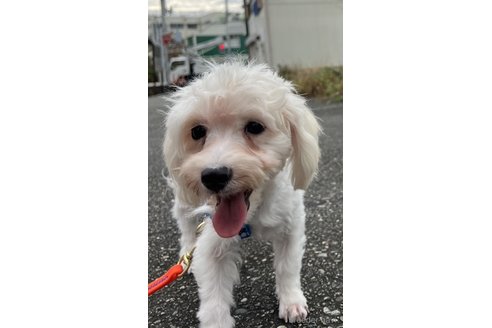 販売中の埼玉県のマルプー:マルチーズ×トイプードル-321693の8枚目