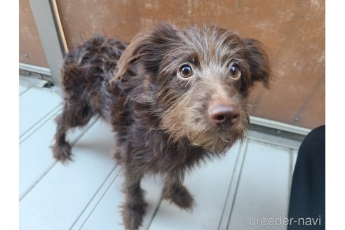 成約済の東京都のミックス犬-313000の5枚目