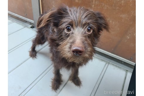 成約済の東京都のミックス犬-313000の4枚目