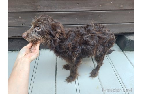 成約済の東京都のミックス犬-313000の3枚目