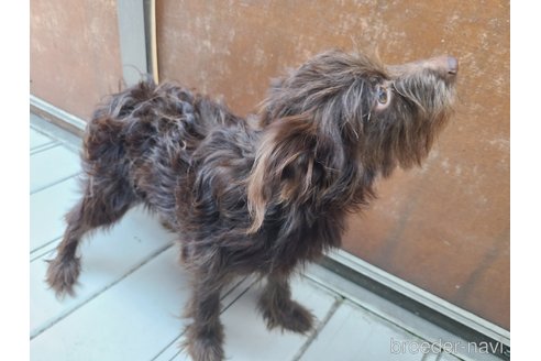 成約済の東京都のミックス犬-313000の2枚目