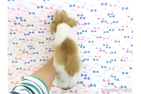 成約済の千葉県のチワワ(ロングコート)-344643の2枚目