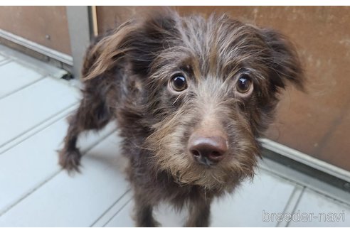 成約済の東京都のミックス犬-313000の1枚目
