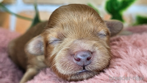 成約済の愛知県のミックス犬-349811の34枚目
