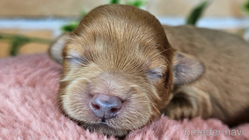 成約済の愛知県のミックス犬-349811の33枚目